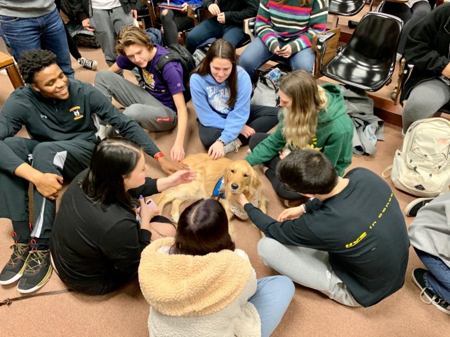 AP Psychology students visit with comfort dogs in Room 200. 