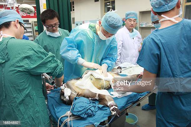 XI AN, CHINA - MAY 08:  (CHINA OUT) A Tibetian macaque, also known as macaca thibetana, is tended to in an intensive care unit (ICU) after undergoing a liver transplant at a hospital of a military medical university on May 8, 2013 in Xian, Shaanxi province of China. The success of the liver transplant from a transgenic pig to a macaque have been said to shine a light on future heterogenetic organ transplantation and might solve the problems of organ shortages in human transplants.  (Photo by VCG/VCG via Getty Images)