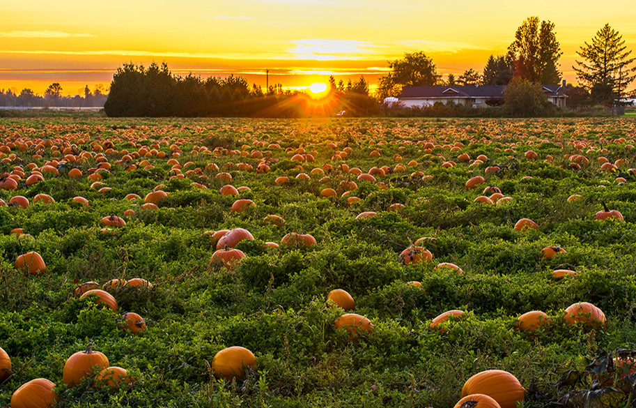 Fall is the perfect time to enjoy pumpkin patches!
