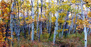 Aspen trees, a keystone species, are dying at an alarming rate causing concern for many communities. 